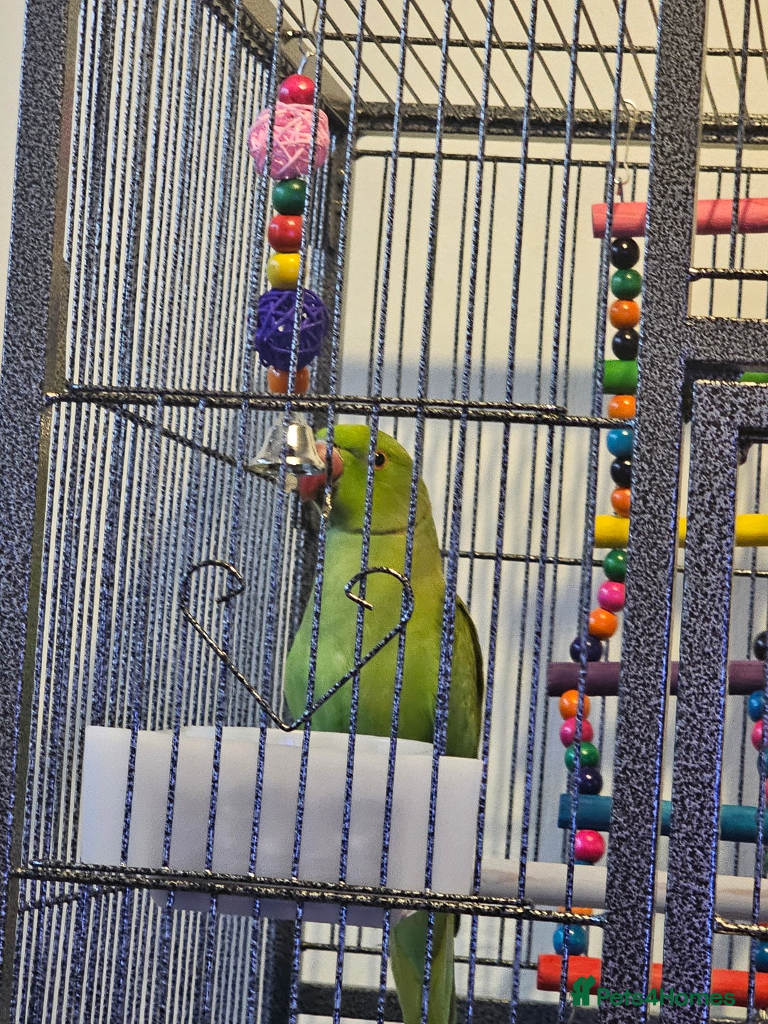 Ringnecks birds for sale: Male indian ringneck - Advert 3