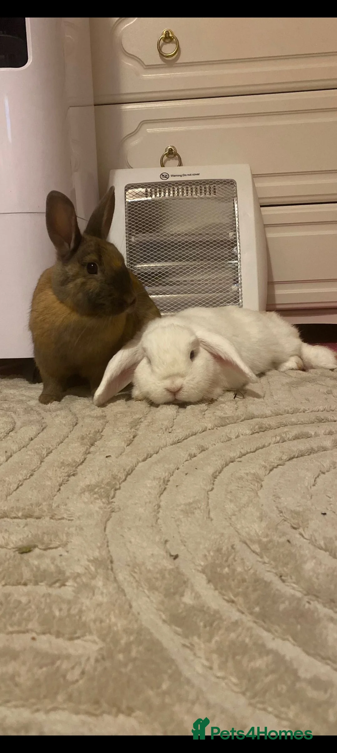 Mini Lop rabbits for sale: Two female bunnies to stay together  - Advert 2