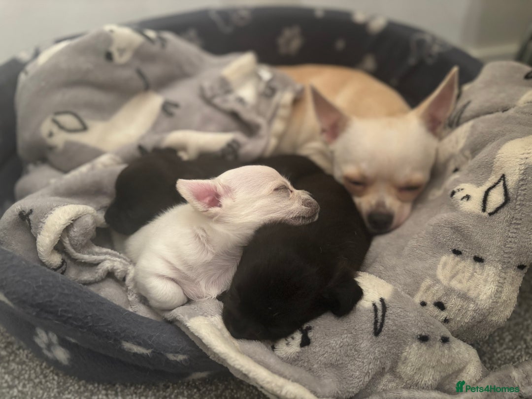 Chihuahua dogs for sale: Beautiful Chihuahua Puppies - Advert 6