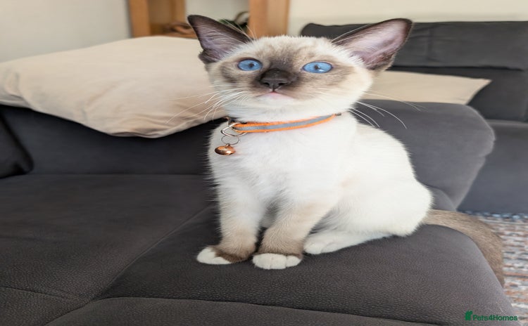 Ragamese cats - Advert 2