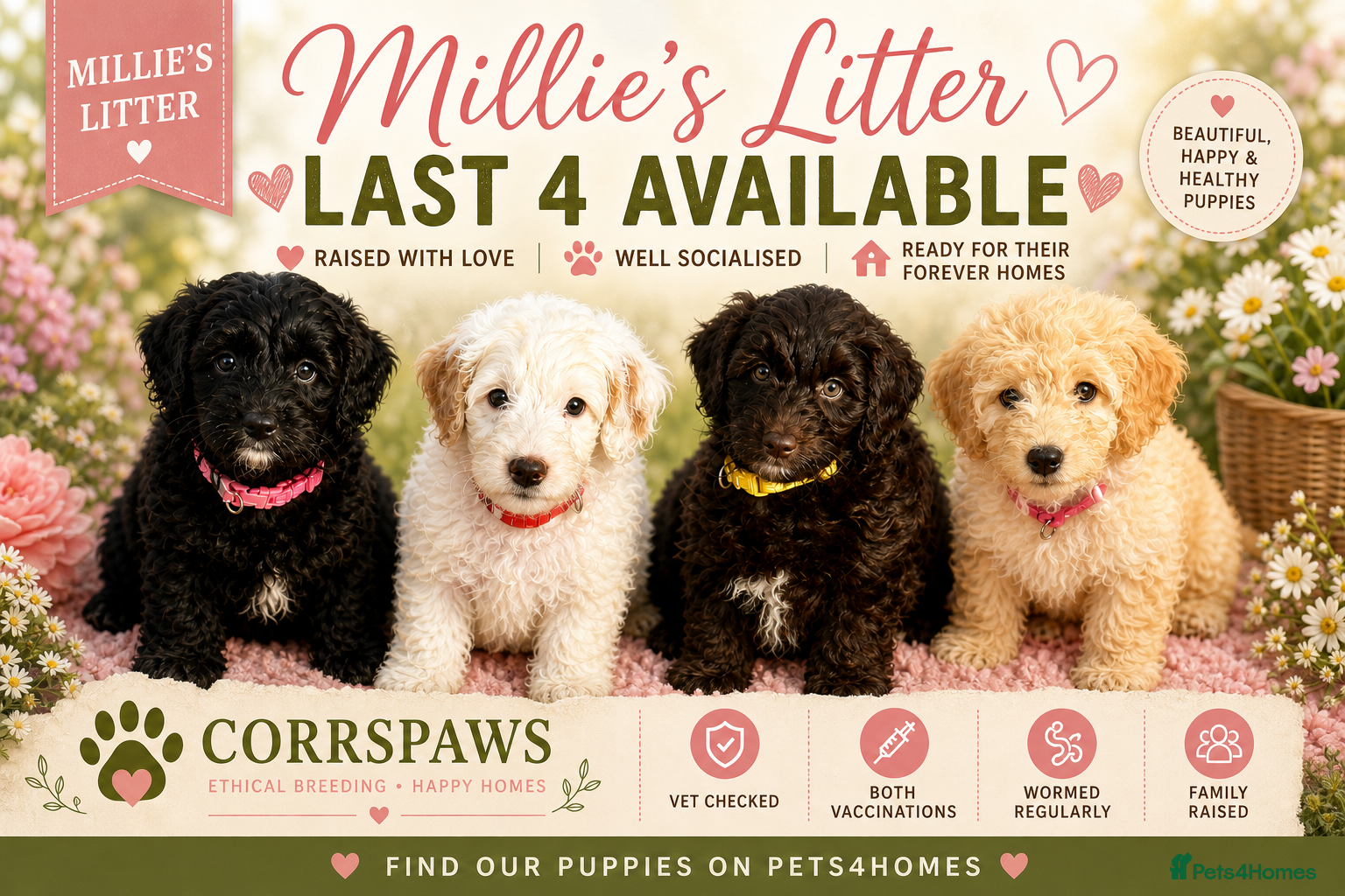 Cavapoo dogs for sale: Adorable F1b Cavapoo’s puppies ready now with 💉💉 - Advert 2
