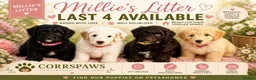Cavapoo dogs for sale: Adorable F1b Cavapoo’s puppies ready now with 💉💉 - Advert 1