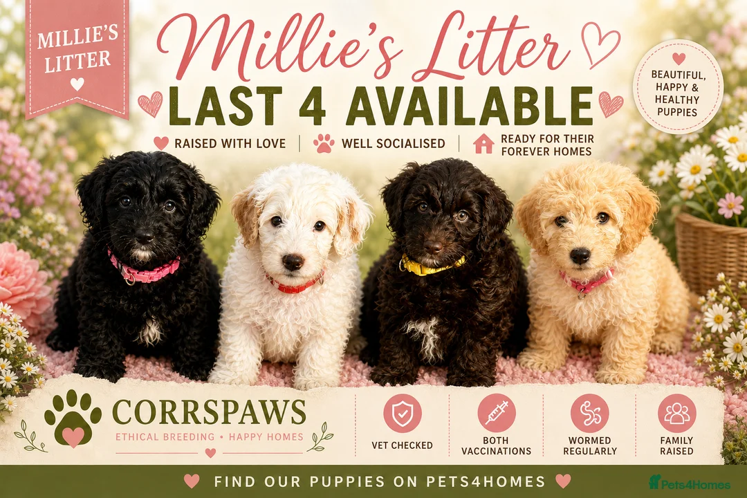 Cavapoo dogs for sale: Adorable F1b Cavapoo’s puppies ready now with 💉💉 - Advert 1