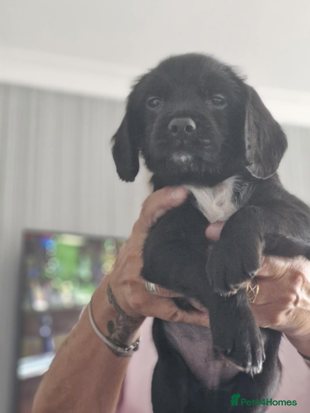 Sprocker dogs for sale: Sprocker Spaniels  - Image 9