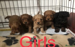 Cockapoo dogs for sale: Stunning Toy cockapoo puppies  - Image 3