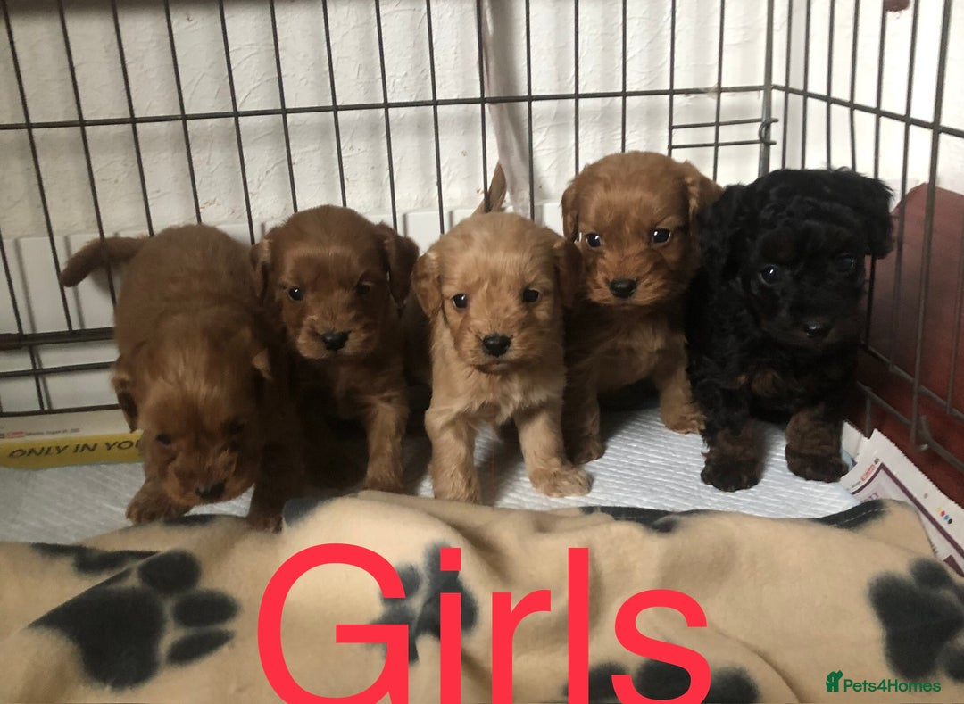 Cockapoo dogs for sale: Stunning Toy cockapoo puppies  - Image 3