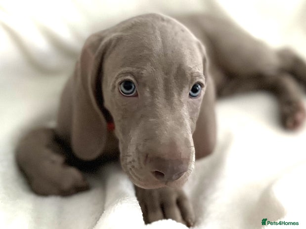 Weimaraner dogs - Advert 1