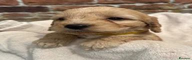 Cockapoo 4
