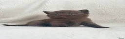 British Shorthair cats for sale: GCCF registered chocolate female kitten - Advert 13