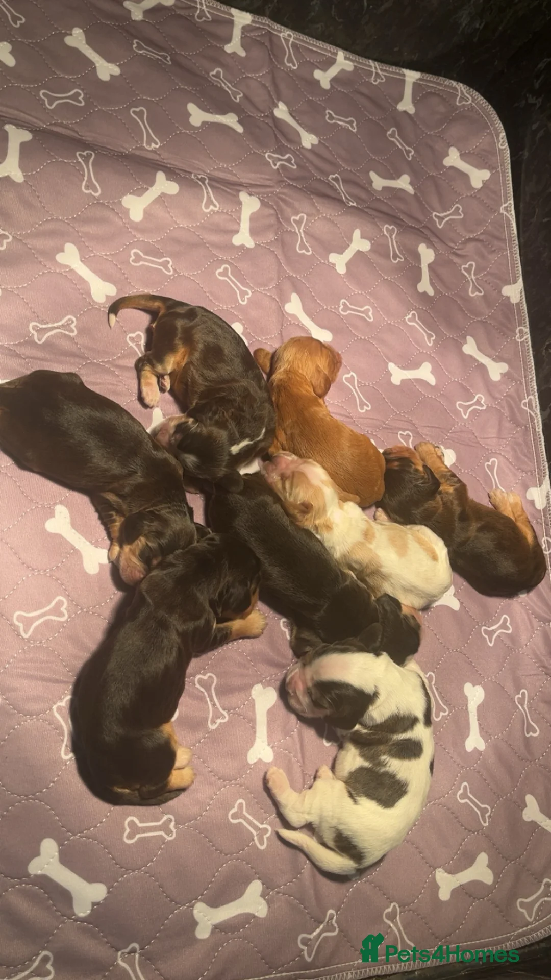 Cocker Spaniel dogs for sale: KC Show Type Cocker Spaniel Puppies  in Gaerwen - Advert 1