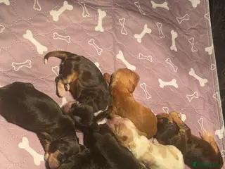 Cocker Spaniel dogs KC Show Type Cocker Spaniel Puppies - Advert 1