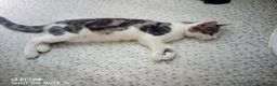 British Shorthair cats for sale: Friendly happy kitten  - Advert 2