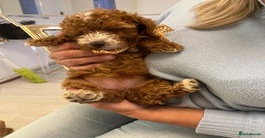 Cockapoo dogs - Advert 11