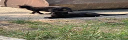 Domestic Shorthair cats for sale: Beautiful kittens looking for new homes - Advert 6