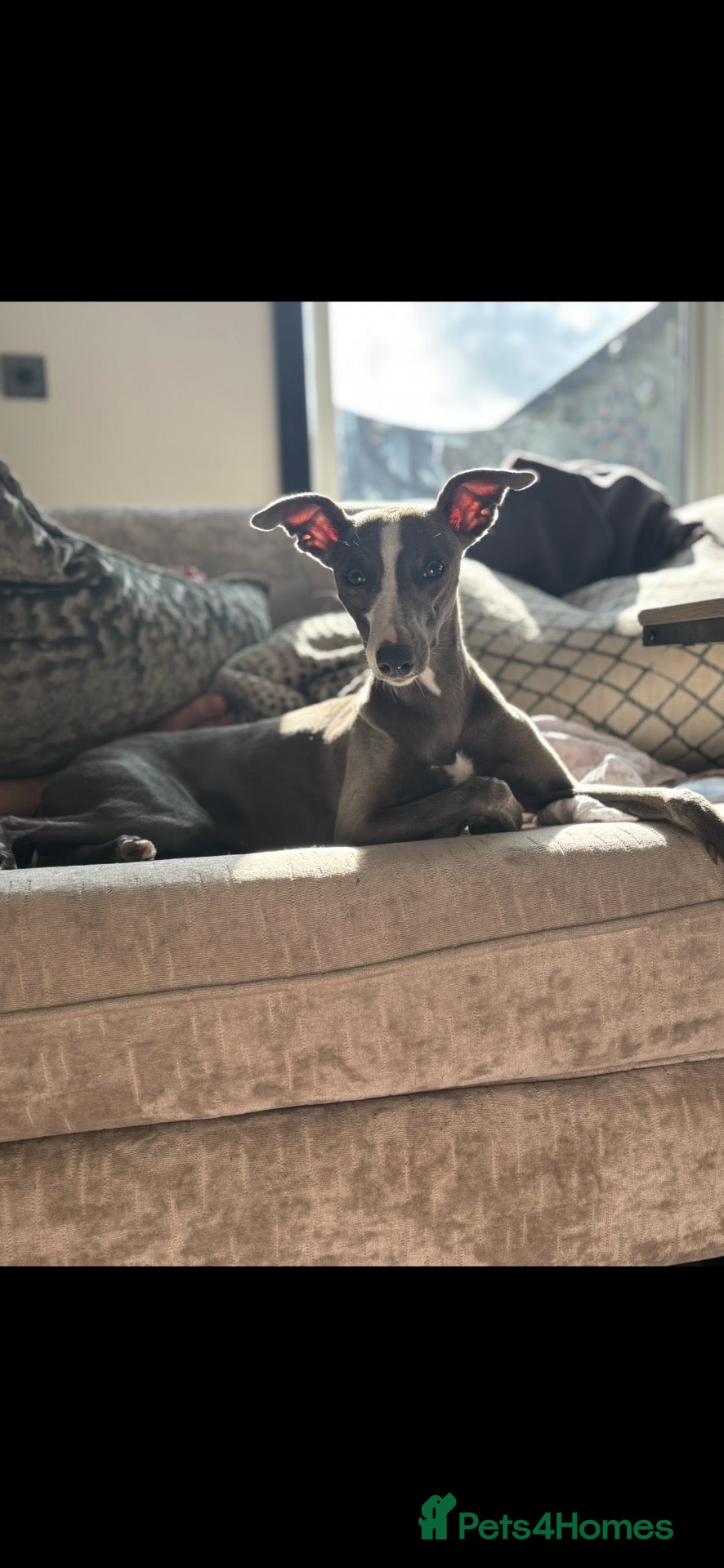 Mixed Breed dogs Whippet x Italian Greyhound Puppies  - Advert 2