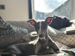 Mixed Breed dogs Whippet x Italian Greyhound Puppies - Advert 2