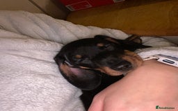 Dachshund dogs for sale: Dachshund puppys - Image 19