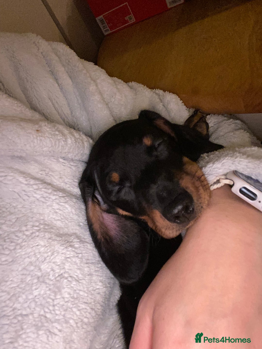 Dachshund dogs for sale: Dachshund puppys - Image 19