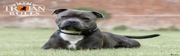 Staffordshire Bull Terrier dogs for stud: Bruno – Quality British lines Staffordshire bull t in Basingstoke - Advert 5