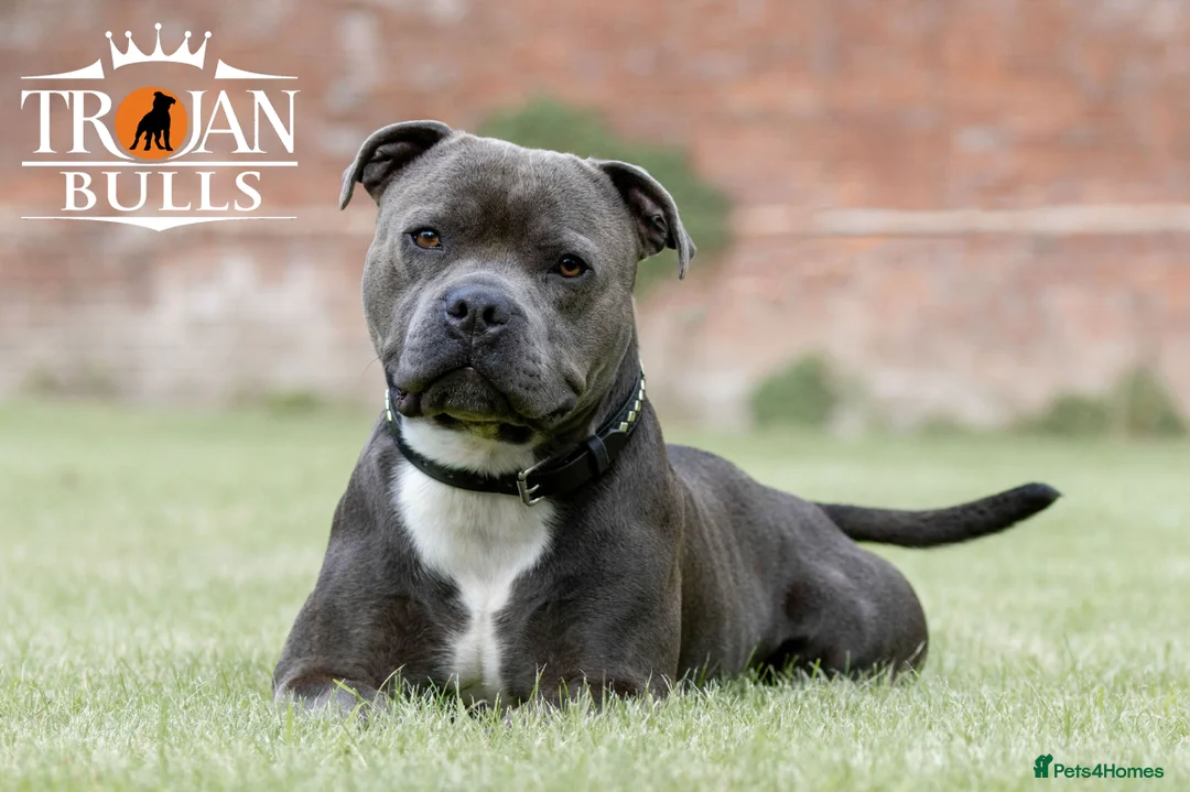 Staffordshire Bull Terrier dogs for stud: Bruno – Quality British lines Staffordshire bull t in Basingstoke - Advert 5