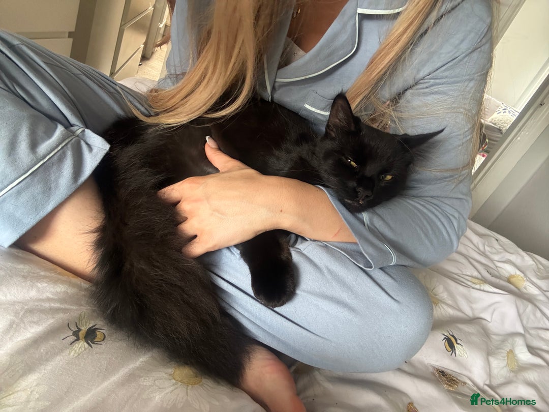 Domestic Shorthair cats for sale: FREE - 2 sweet cats to be rehomed  - Image 3
