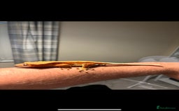 Gecko reptiles for sale: Phantom Red Lilly White  - Image 3