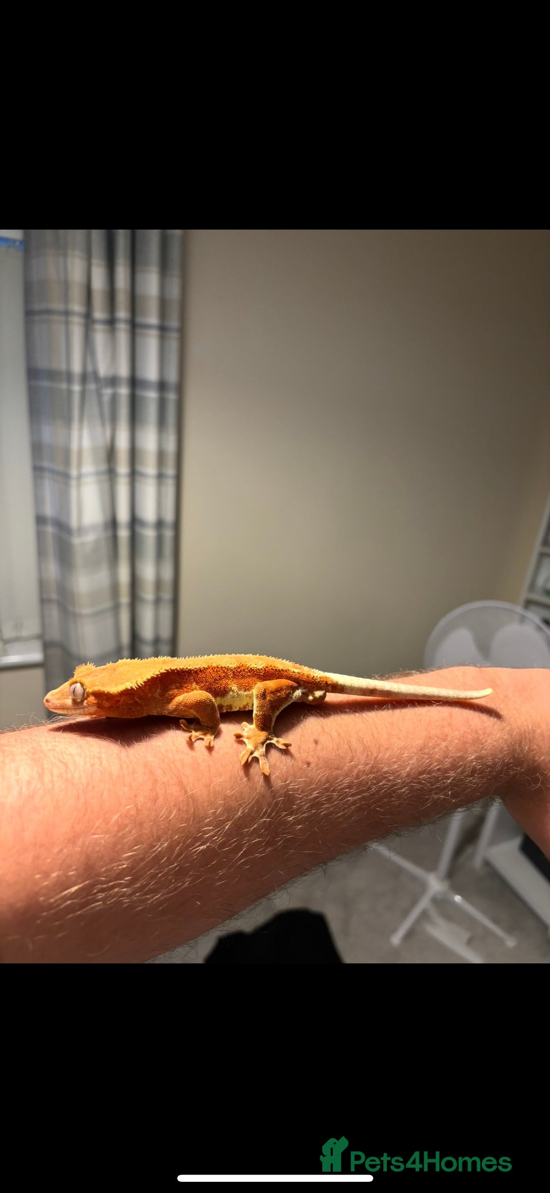 Gecko reptiles for sale: Phantom Red Lilly White  - Image 3