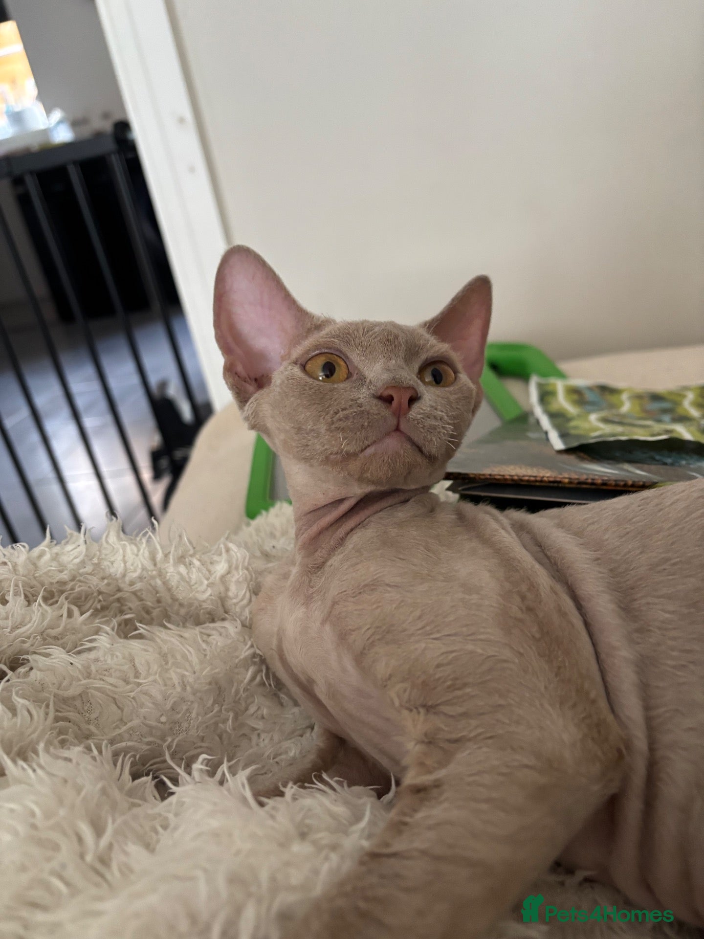Devon Rex cats TICA Registered Devon Rex Girl - ACTIVE  - Advert 1