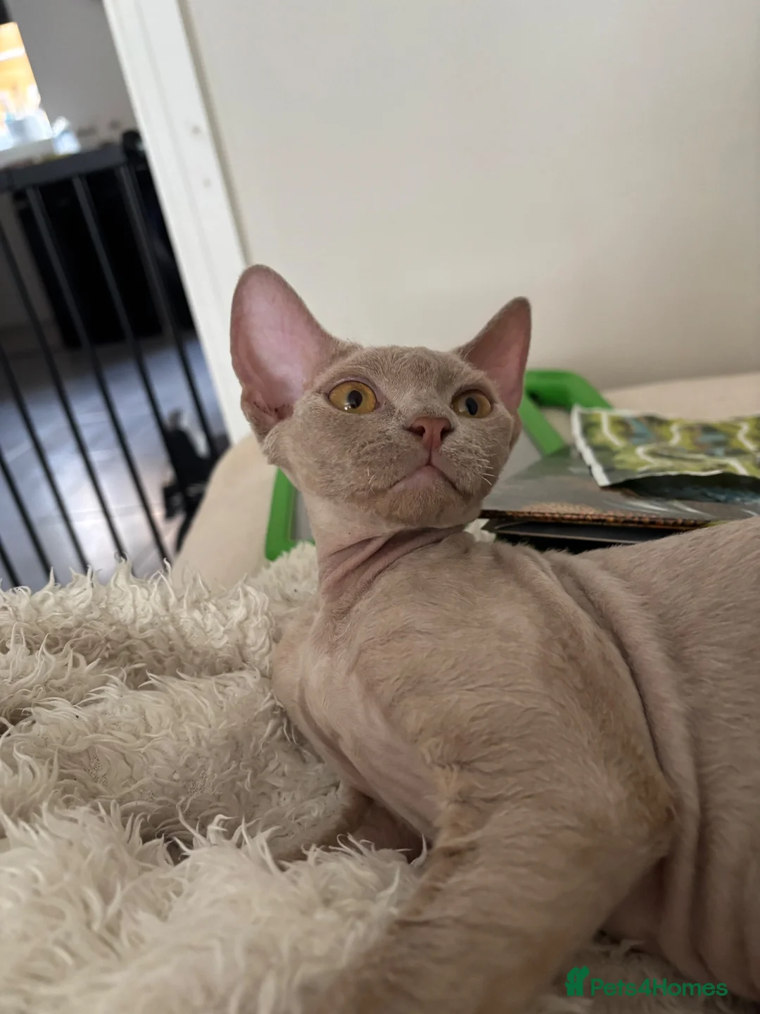 Devon Rex cats for sale: TICA Registered Devon Rex Girl - ACTIVE  - Advert 1