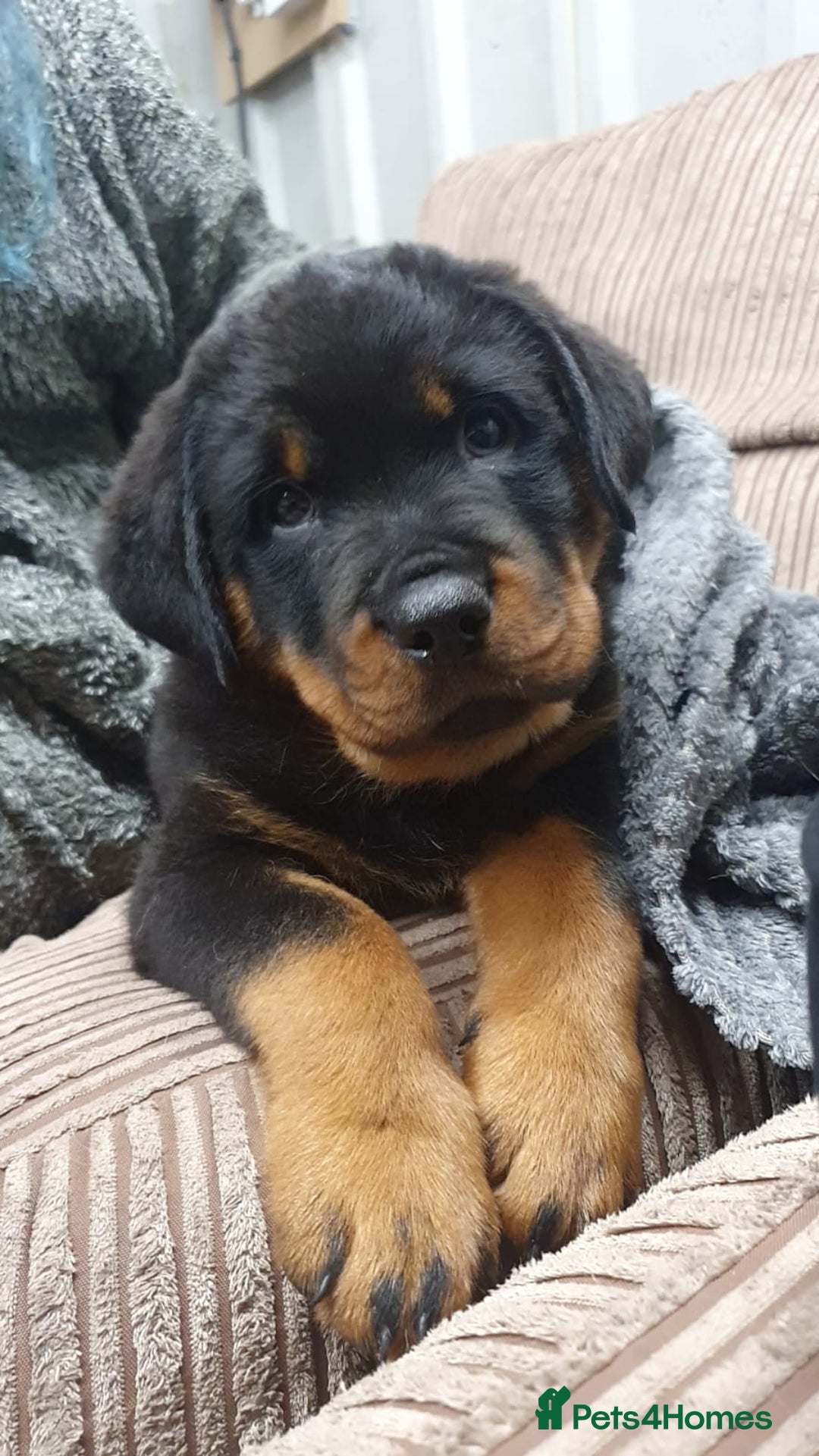 Rottweiler dogs for sale: Old fashioned big rottweiler pups  - Image 15