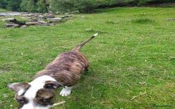 Mixed Breed dogs for sale: Older English bulldog cross staffy - Image 8