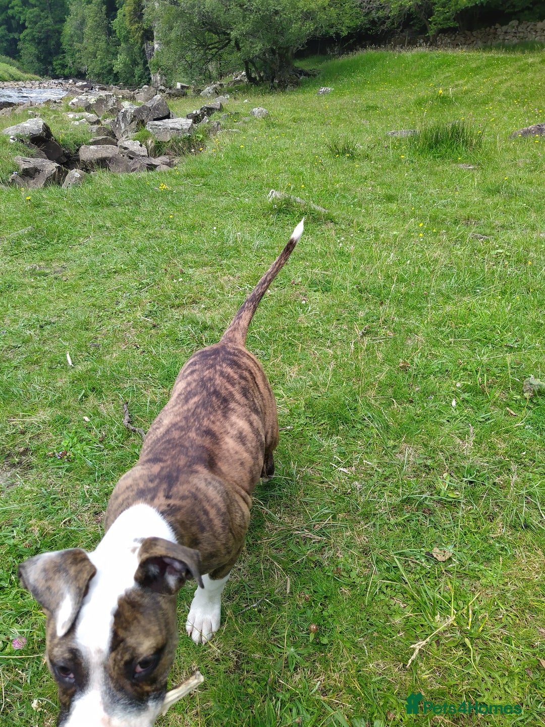 Mixed Breed dogs for sale: Older English bulldog cross staffy - Image 8