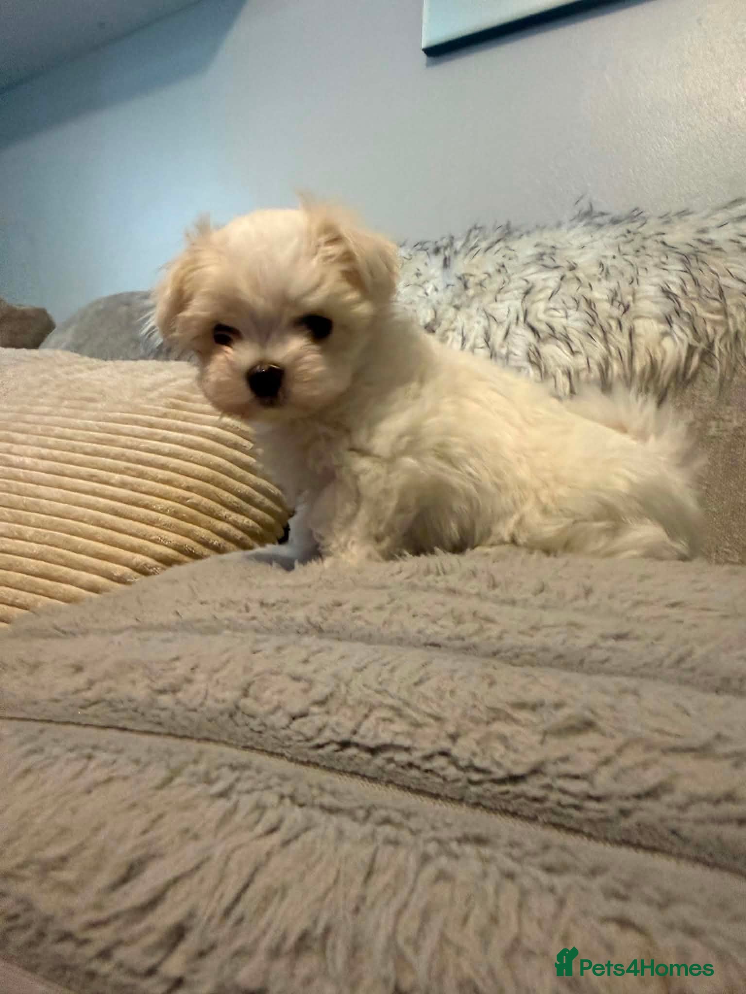 Maltese dogs we have one Tiny little boy available - Advert 3