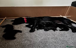 Labrador Retriever dogs for sale: 6 x Beautiful Black Labrador Puppies for sale. - Image 17