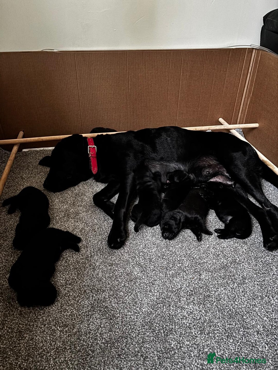 Labrador Retriever dogs for sale: 6 x Beautiful Black Labrador Puppies for sale. - Image 17