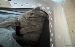 British Shorthair cats for sale: Blue British kittens beautiful  - Image 4
