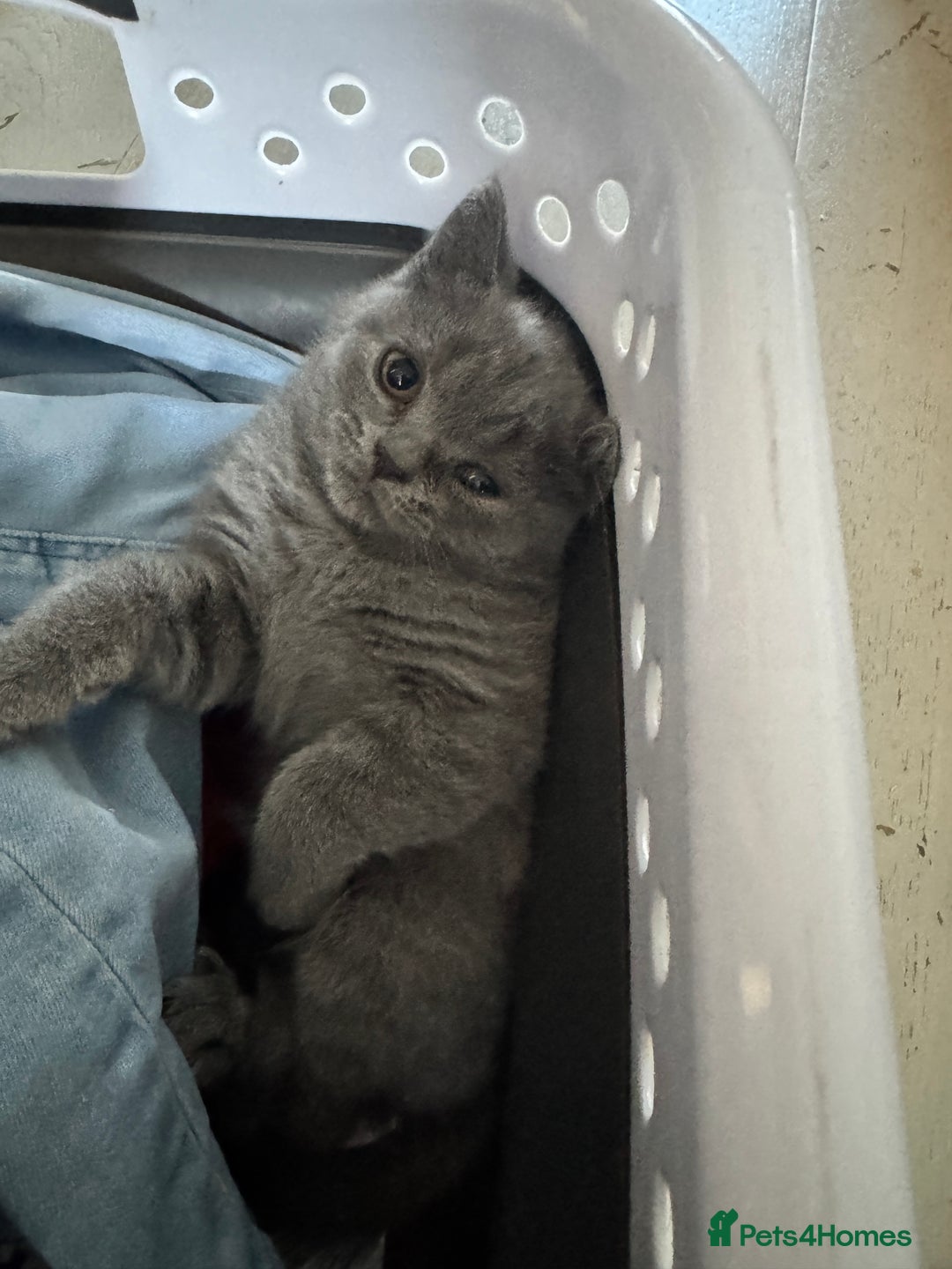 British Shorthair cats for sale: Blue British kittens beautiful  - Image 4