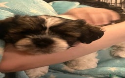 Shorkie dogs for sale: Shorkie puppy’s ready to leave  - Image 6