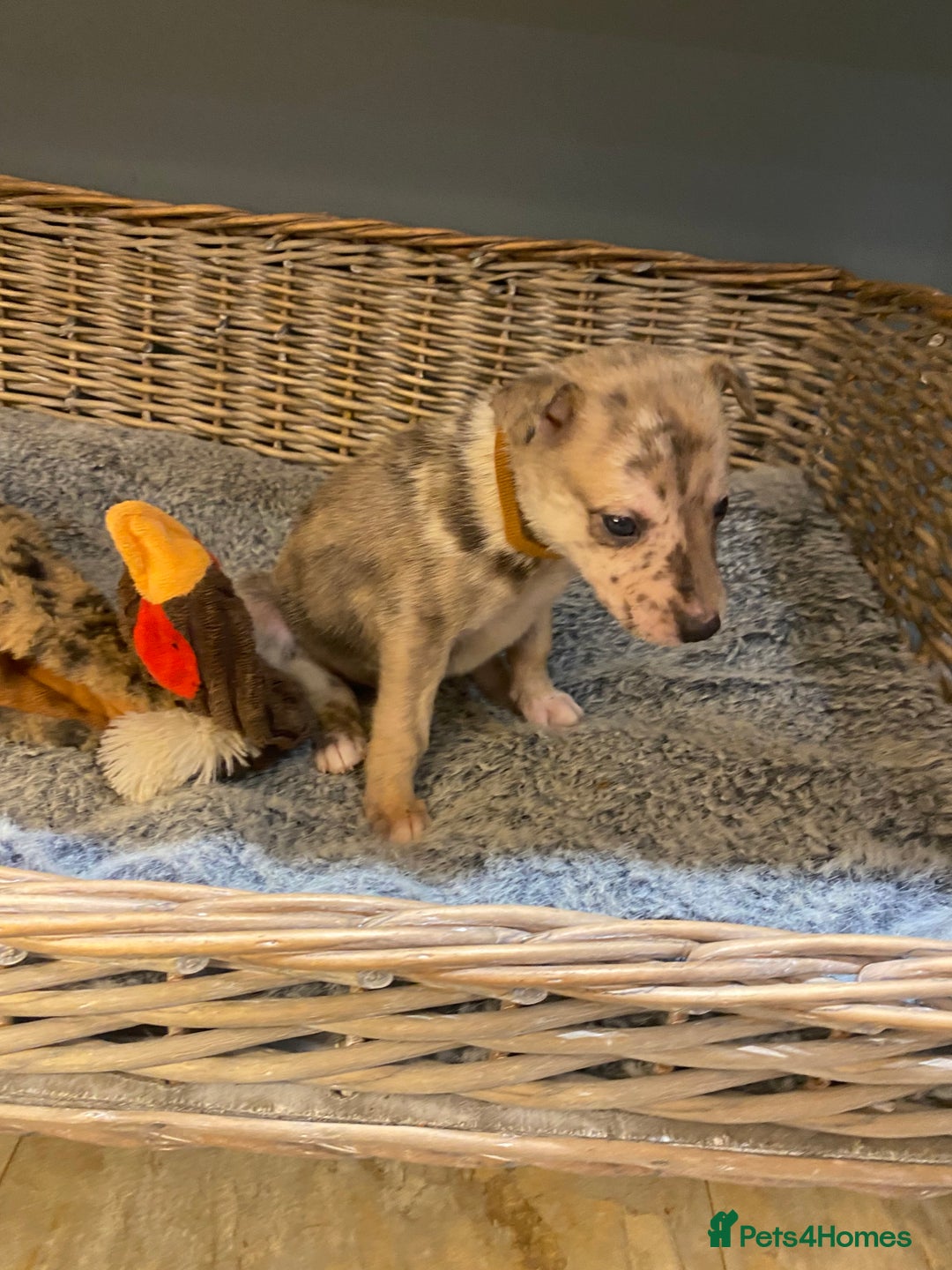 Mixed Breed dogs for sale: Beautiful merle whippet x collie puppies  - Advert 12