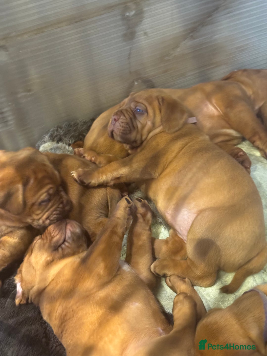 Dogue De Bordeaux dogs for sale: Excellent home bred pups - Advert 7