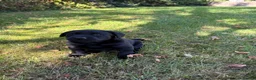 Labrador Retriever dogs for sale: Handsome Labrador dogs available  in Durham - Advert 11