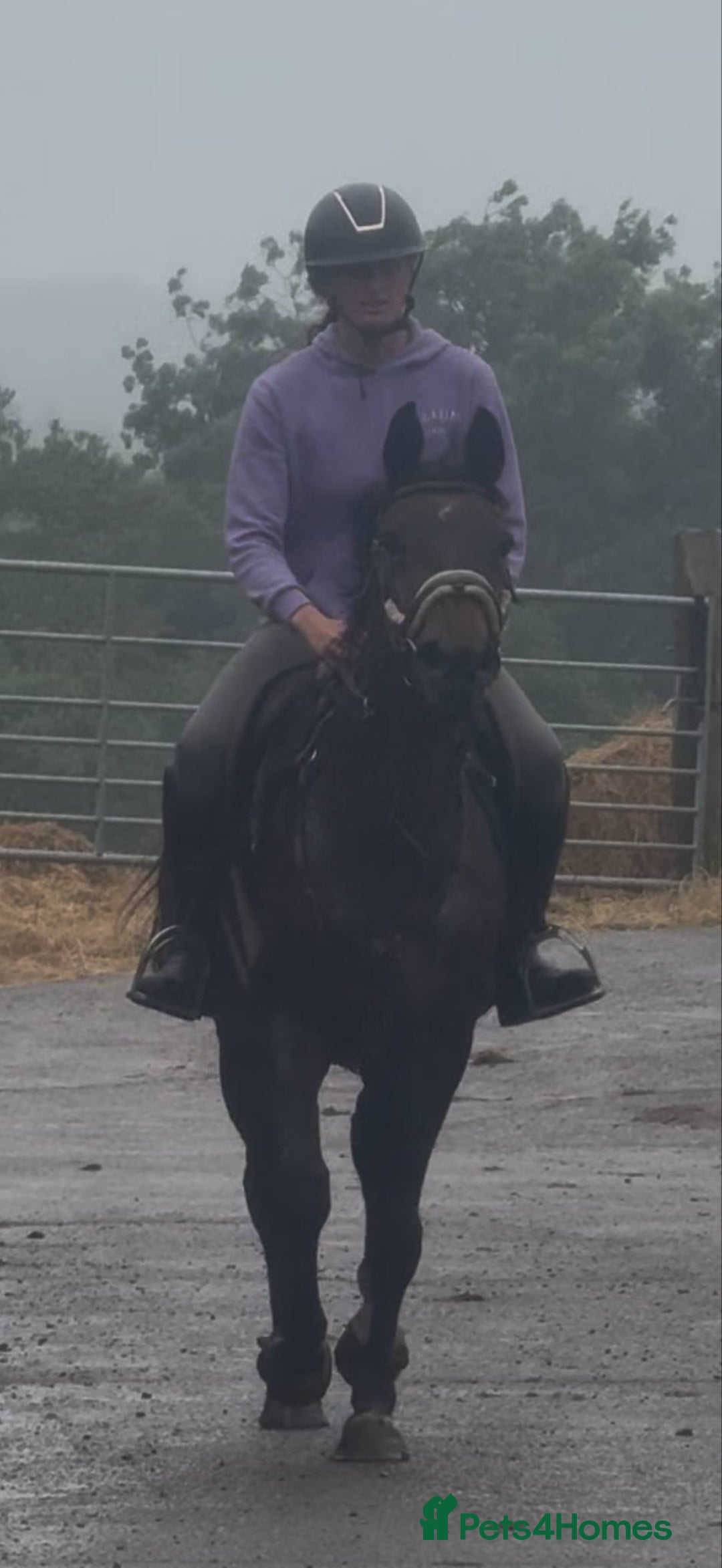 British Warmblood horses for sale: Wish - A willing summer project  in Cwmbran - Image 3