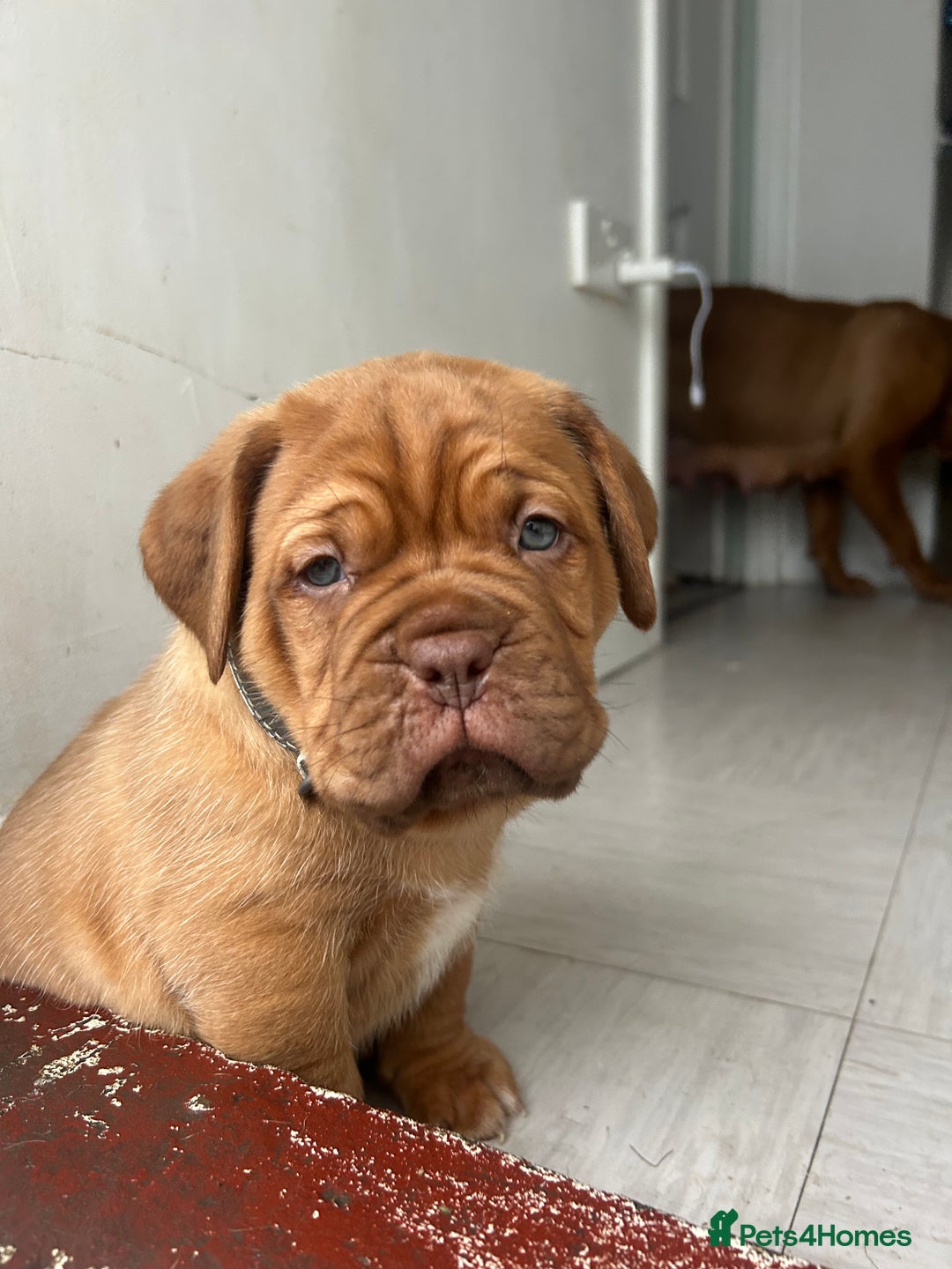 Dogue De Bordeaux dogs for sale: 2 BITCHES!LEFTFULL PEDIGREE 🦁 dogue de Bordeaux  - Advert 6