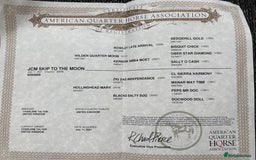 American Quarter horses for sale: 2021 Quarter Horse Mare for Sale - Image 9