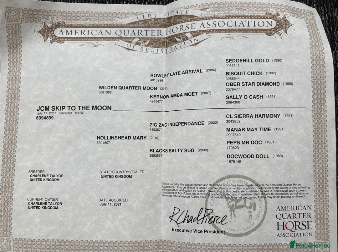 American Quarter horses for sale: 2021 Quarter Horse Mare for Sale - Image 9