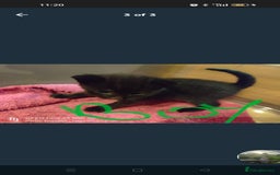 Mixed Breed cats for sale: Three beautiful kittens  - Image 3