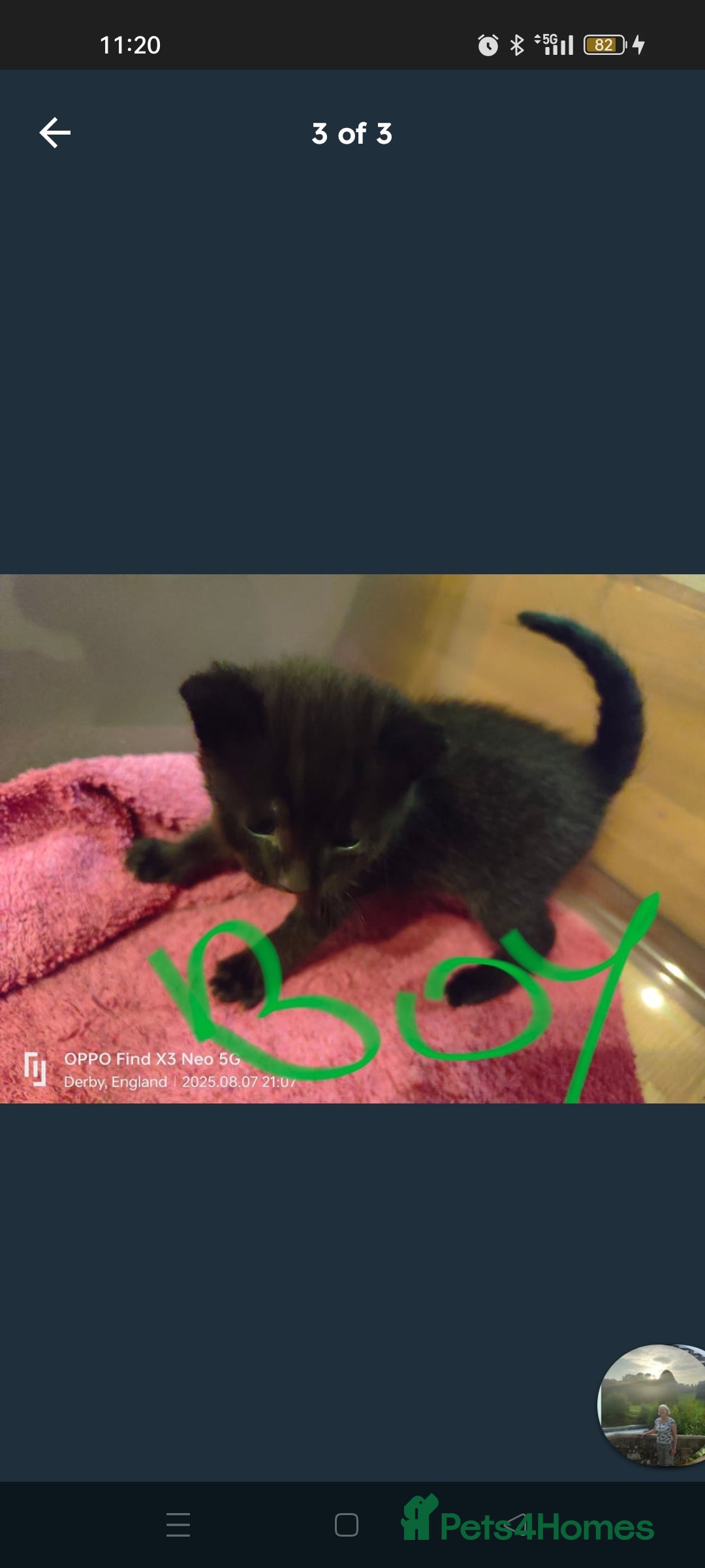 Mixed Breed cats for sale: Three beautiful kittens  - Image 3