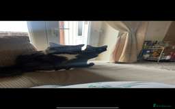 Mixed Breed cats for sale: 2 rescue cats - need a loving home  - Image 4