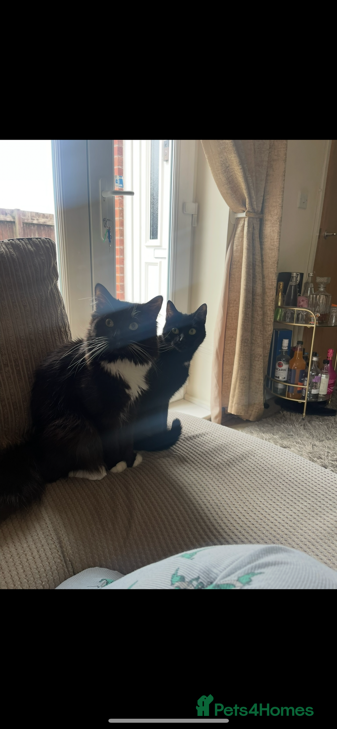 Mixed Breed cats for sale: 2 rescue cats - need a loving home  - Image 4
