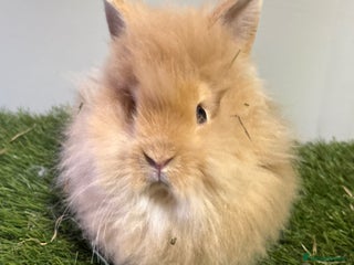 Lionhead rabbits Beautiful double mained lionheads ready soon - Advert 2